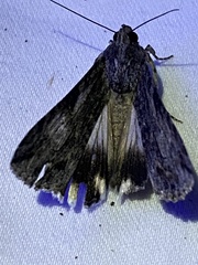 Melipotis jucunda