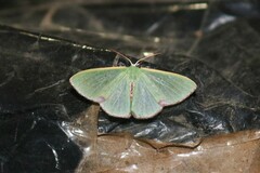 Nemoria lixaria