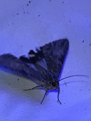 Melipotis jucunda