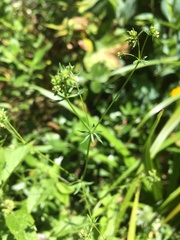 Galium divaricatum