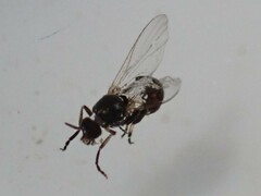 Simuliidae