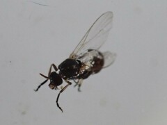 Simuliidae