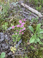 Centaurium erythraea