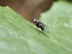 Diaphorinae