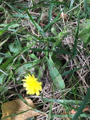 Hieracium scabrum