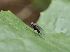 Diaphorinae