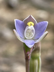 Thelymitra pauciflora
