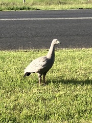 Cereopsis novaehollandiae