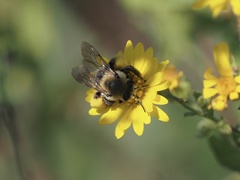 Melissodes dentiventris