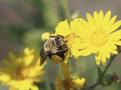 Melissodes dentiventris