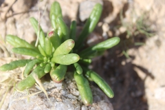Cistanthe ambigua