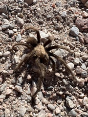 Aphonopelma iodius