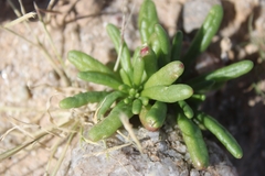 Cistanthe ambigua