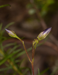 Cheiranthera linearis