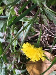 Hieracium scabrum