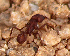 Acromyrmex versicolor