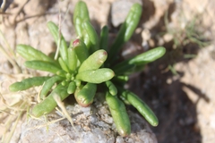 Cistanthe ambigua