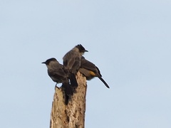 Pycnonotus aurigaster