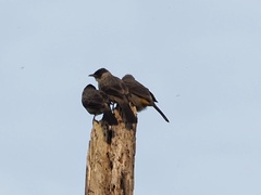 Pycnonotus aurigaster