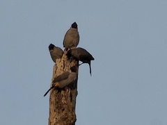 Pycnonotus aurigaster