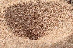 Acromyrmex versicolor