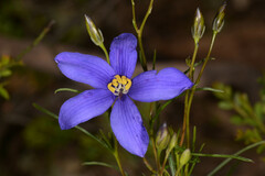 Cheiranthera linearis