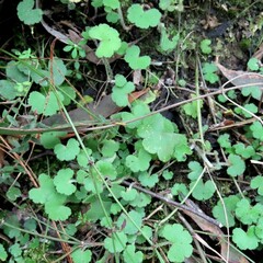 Hydrocotyle hirta