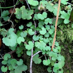 Hydrocotyle hirta