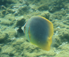 Chaetodon aureofasciatus