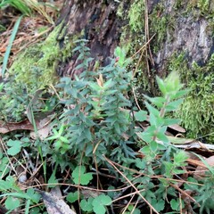 Acrotriche serrulata