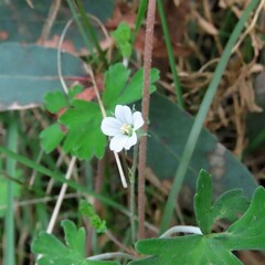 Geranium potentilloides
