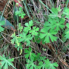Geranium potentilloides