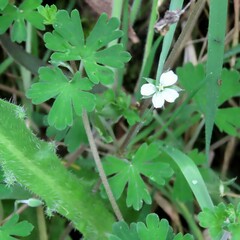 Geranium potentilloides
