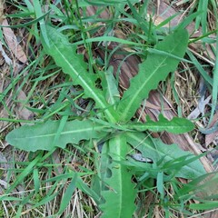 Hypochaeris glabra