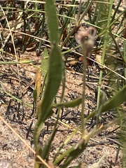 Pelargonium longifolium