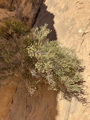 Brickellia microphylla