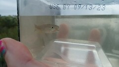 Fundulus