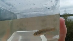 Fundulus