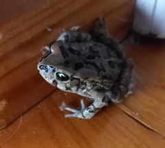 Sclerophrys capensis