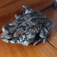 Sclerophrys capensis