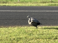 Cereopsis novaehollandiae