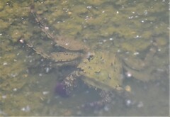 Metopograpsus frontalis