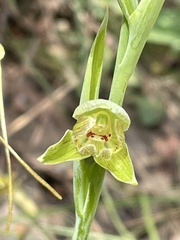 Calochilus imberbis