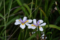 Dietes grandiflora