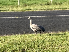 Cereopsis novaehollandiae