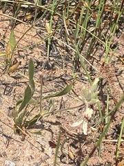 Pelargonium longifolium