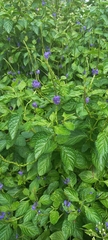 Stachytarpheta urticifolia