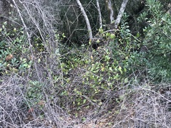 Calycanthus occidentalis