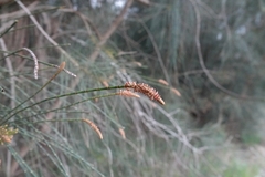 Allocasuarina verticillata