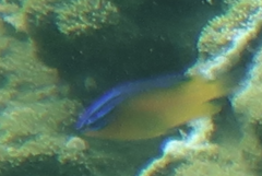 Chrysiptera unimaculata